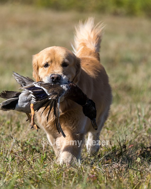 Jamie McGee