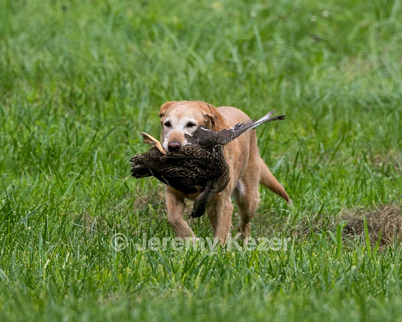 Pippin Moss