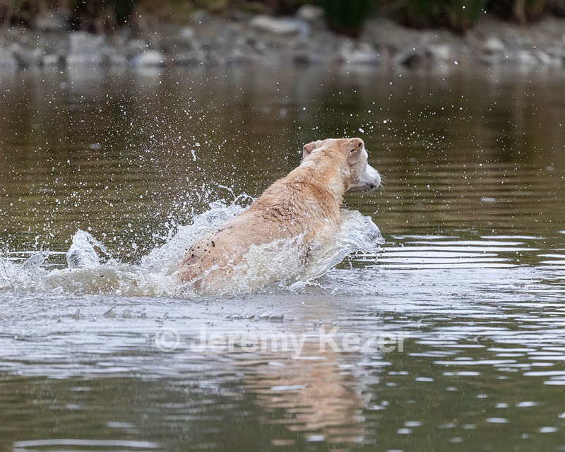 Bishop Johnston