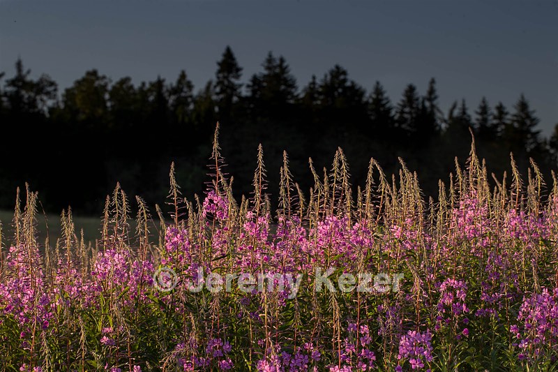 Maine Flowers