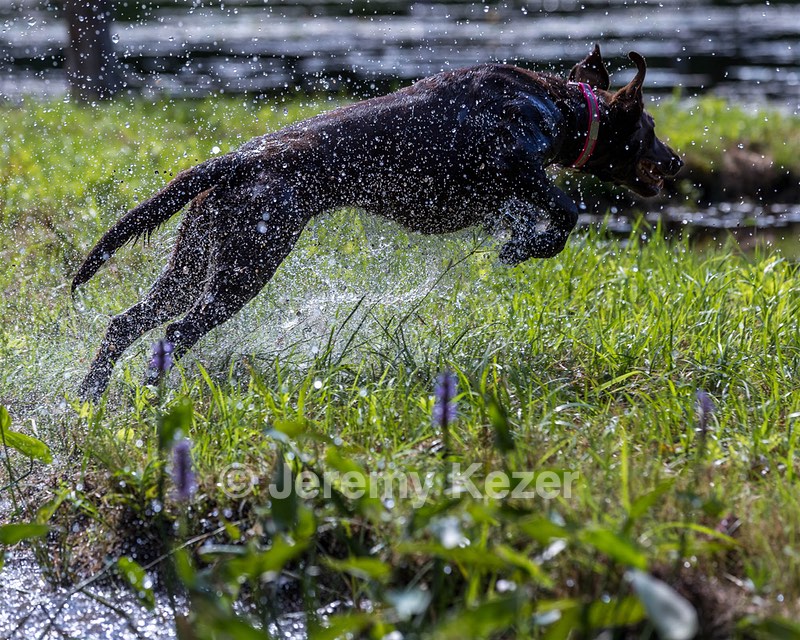 Roxy Fearnley