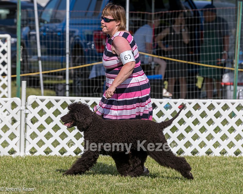 60 - GCH CH All Green Wi'Envy V Alpha Nordic CD RE RATN DS CGCA TKN