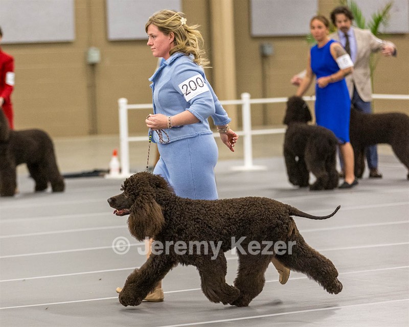 200 - GCH CH Poole’s Ide By Design (Skeeter)