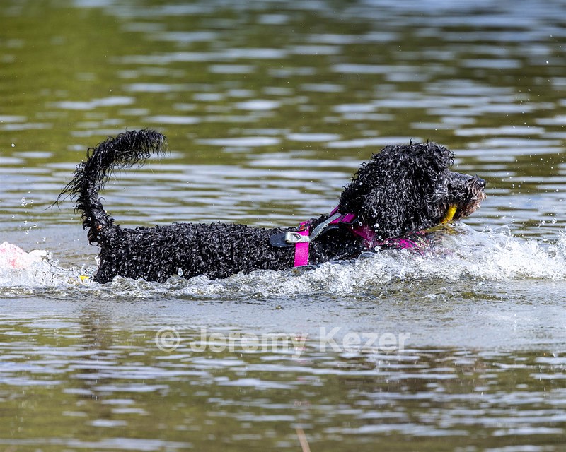 Tango Cathy Abruzzese