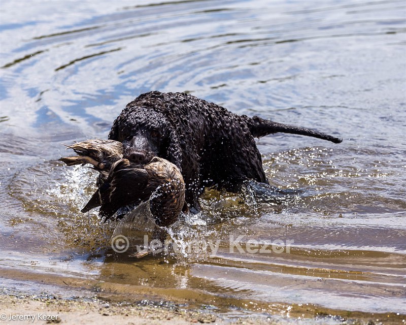 Ghillie