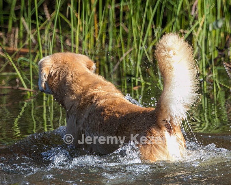 Scorch