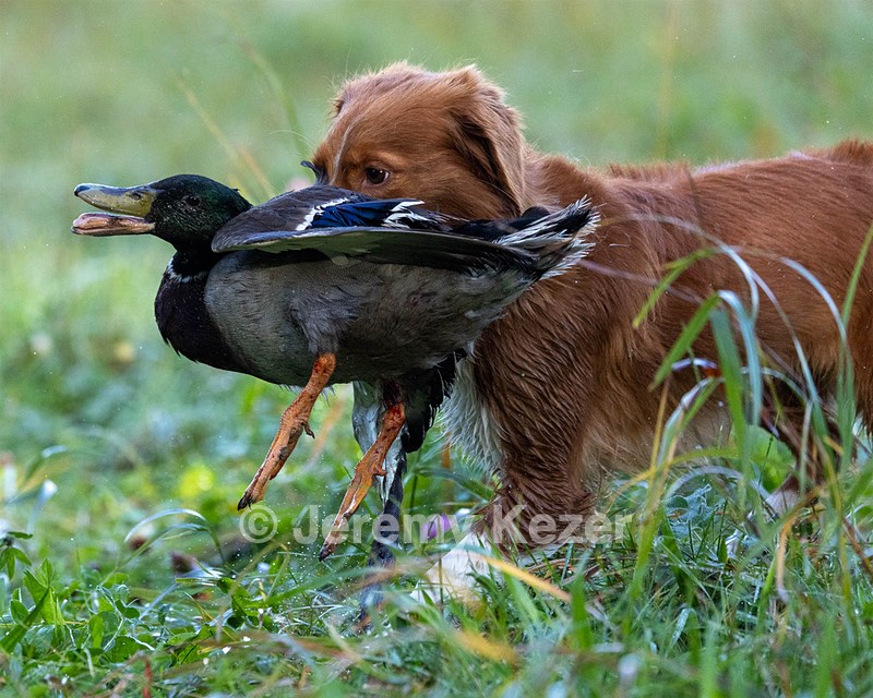 Merlot Quackenbush