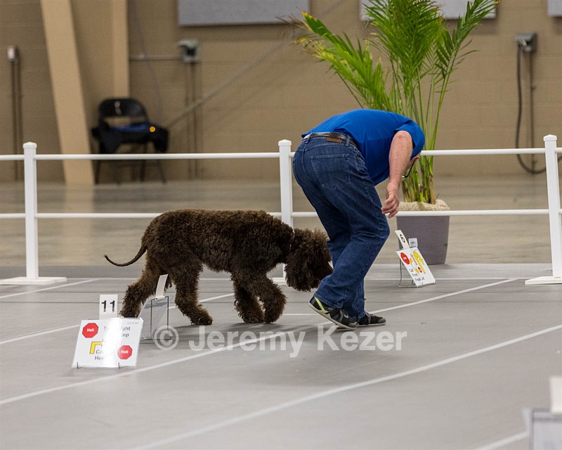 700 - GCH Blackthorn’s Lass That Loves A Sailor in Wicklow CD RM CGC