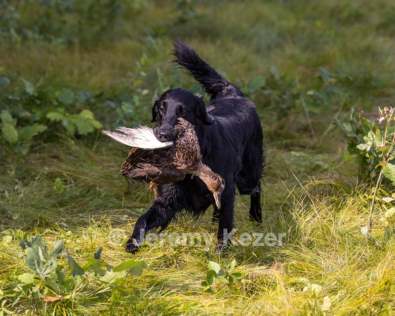 Ziva