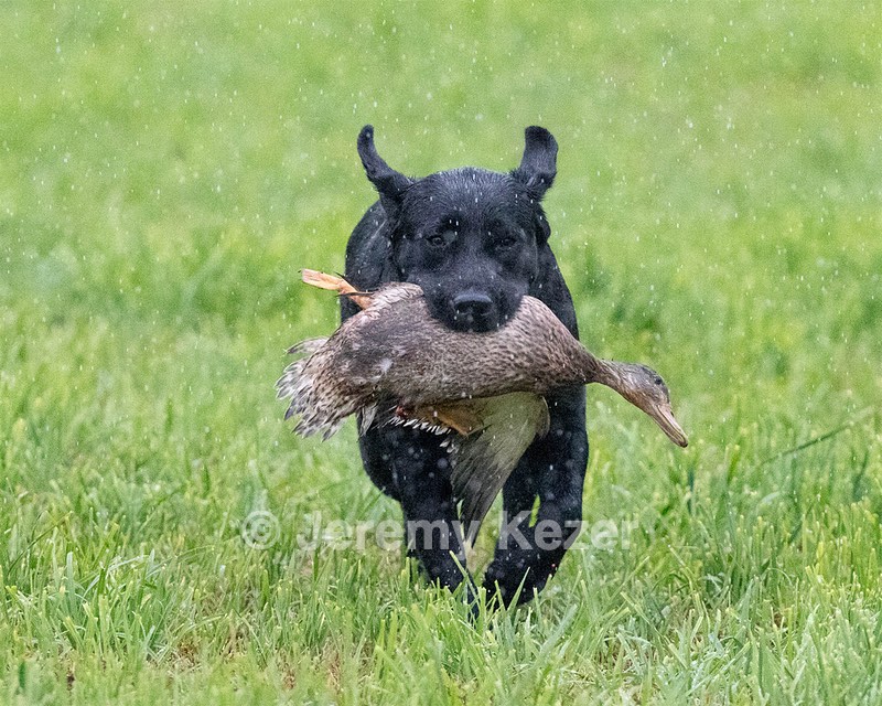 Josie