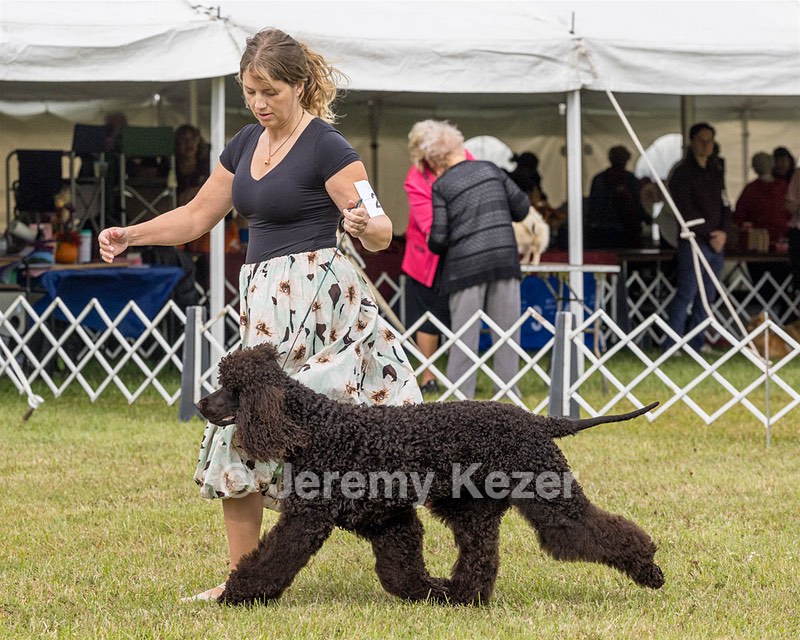 24 - POOLE'S IDE MODERN LOVE CGC (Remi)