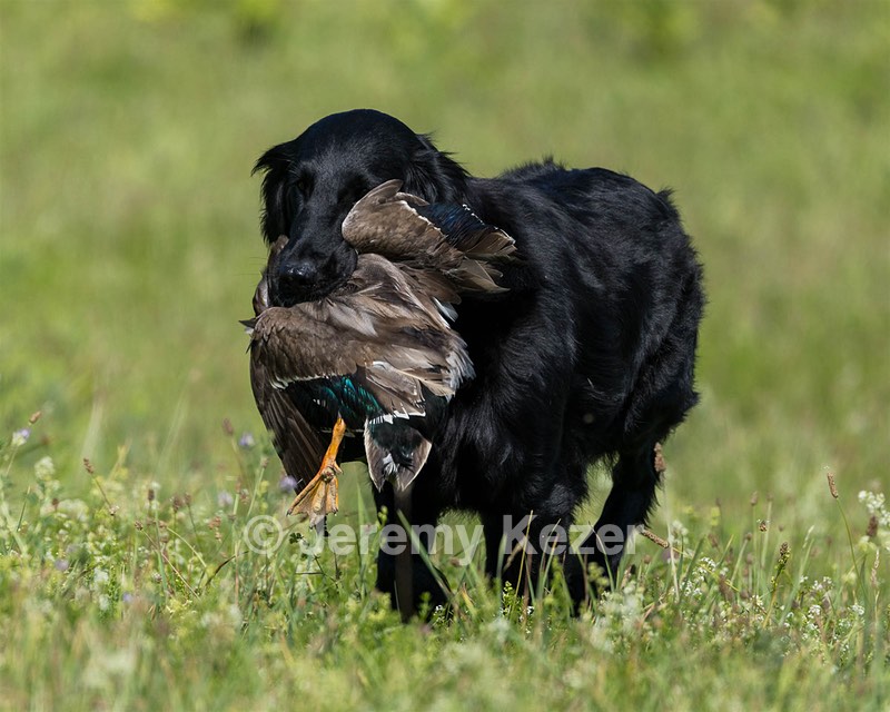 Spirit Gladson