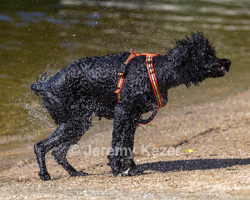Ziva Hyres
