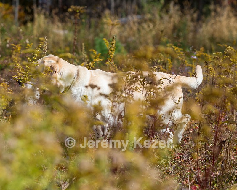 Meadowmere's Annisquam JH WC CGC (Annie)