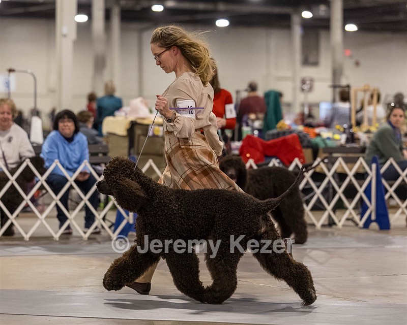 12 - GCH EPIK'S IN OMNIA PARATUS CGC ATT BCAT (Myna)