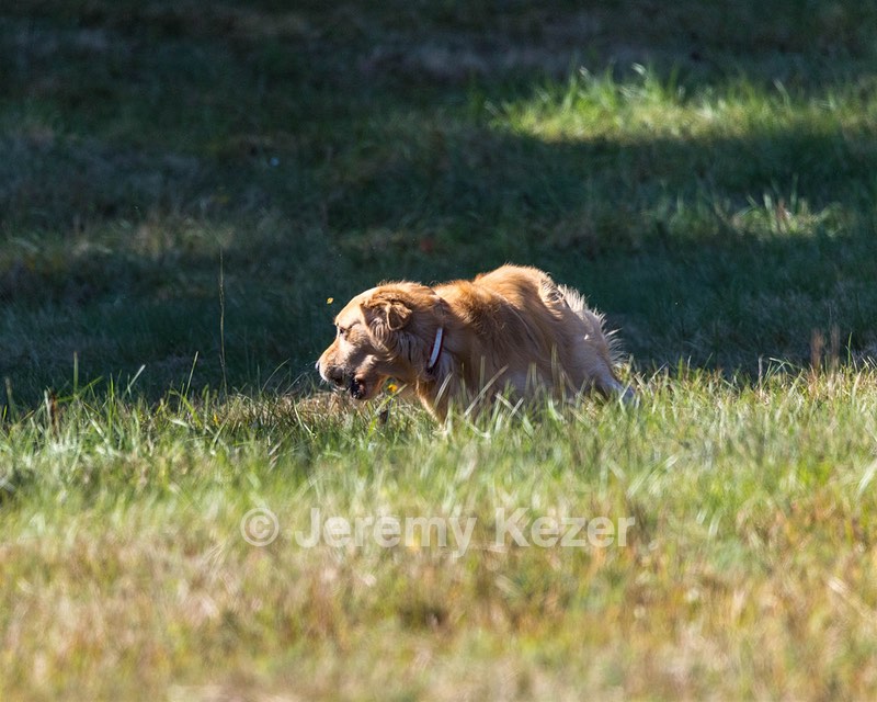 Koda Huss
