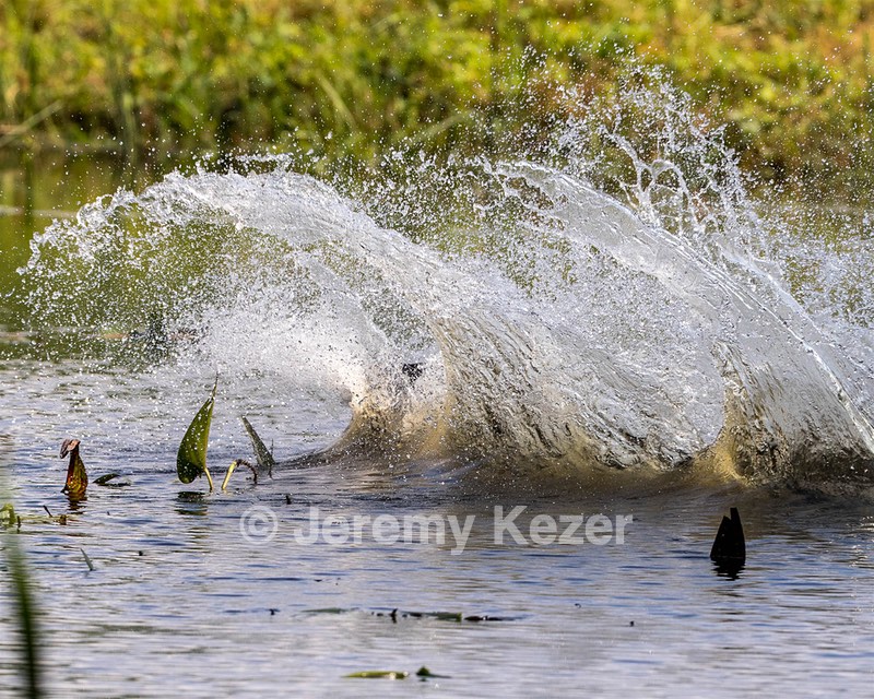 Mahi Flis