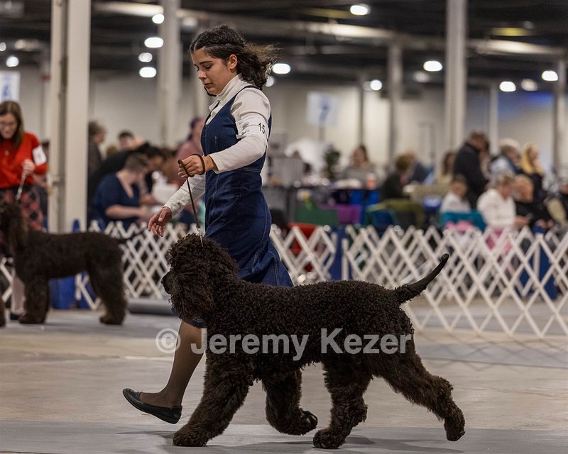 15 - CH POOLE'S IDE DARK KNIGHT (Oscar)