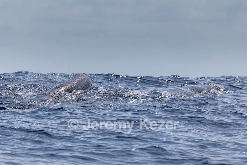 Sperm Whale