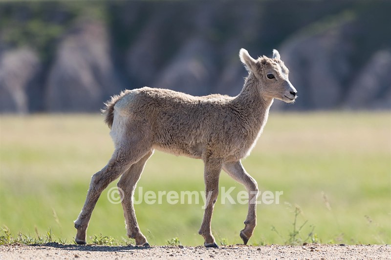 Bighorn Sheep lamb, Badlands National Park, South Dakota