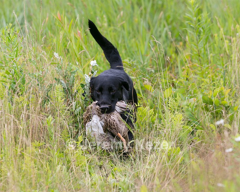 Ruger Collins