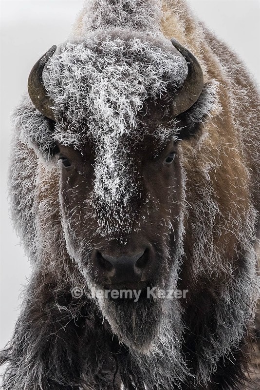 Bison, Yellowstone National Park