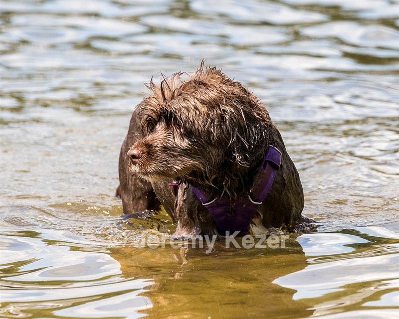Rosie