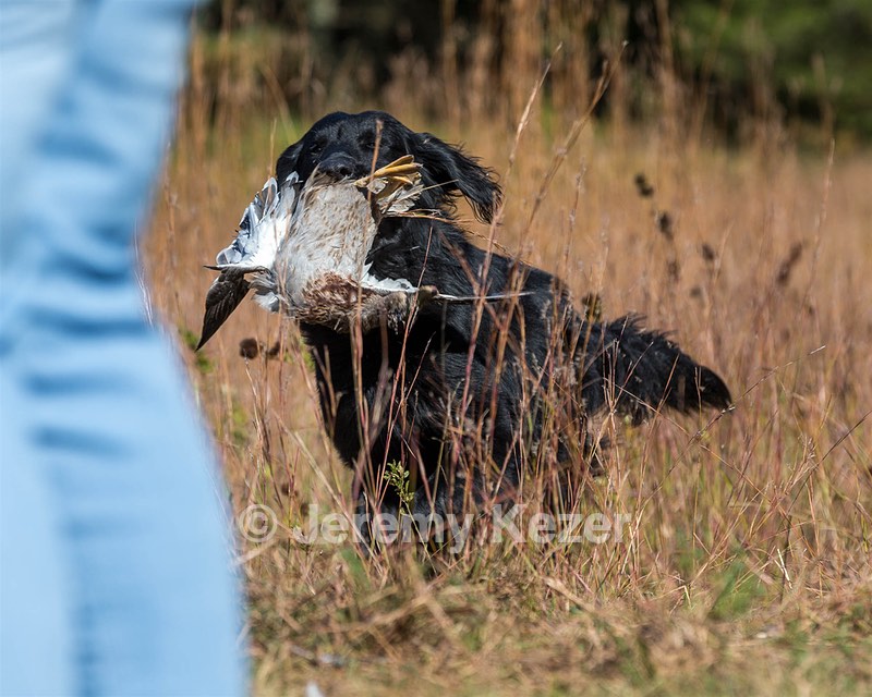 Ruger Bodine