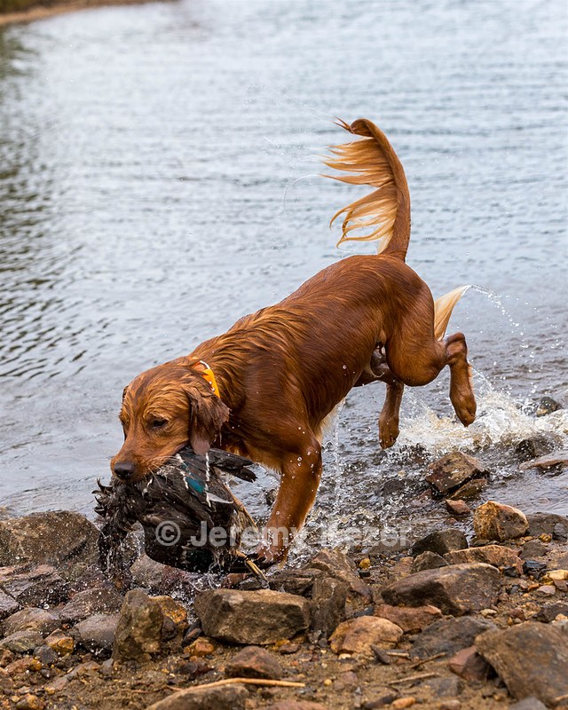 Huckleberry