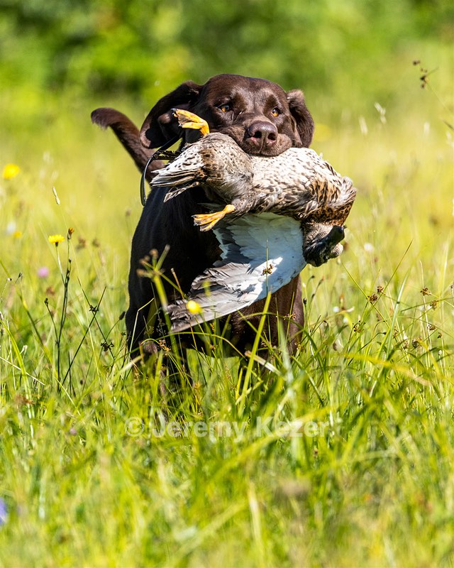 Goose Merrigan