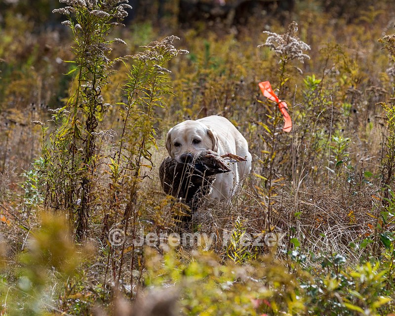 Meadowmere's Annisquam JH WC CGC (Annie)