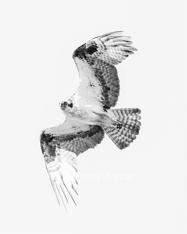 Osprey, Maryland