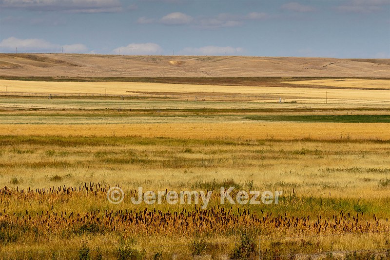 Montana Plains