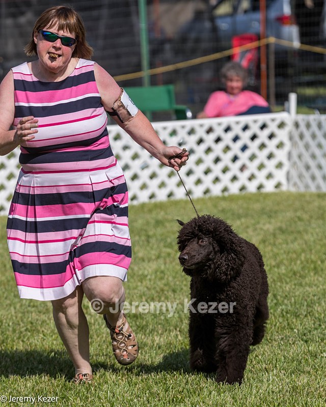 60 - GCH CH All Green Wi'Envy V Alpha Nordic CD RE RATN DS CGCA TKN