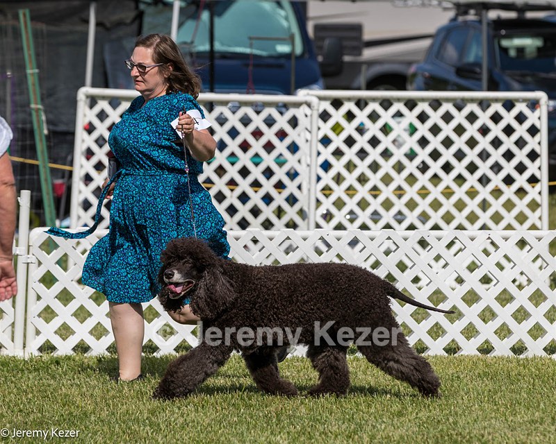64 - CH Navarone's Absolutely Fabulous RN CGC (Edwina)