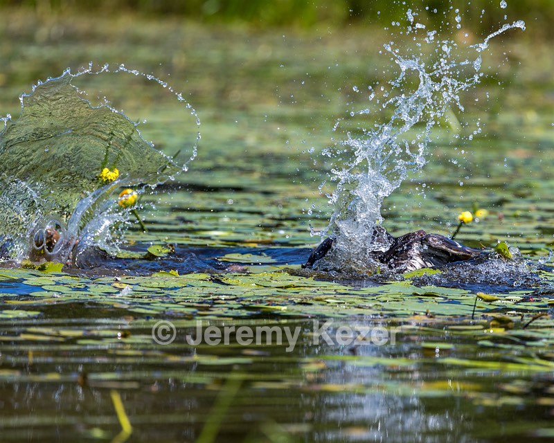 Otter Henry