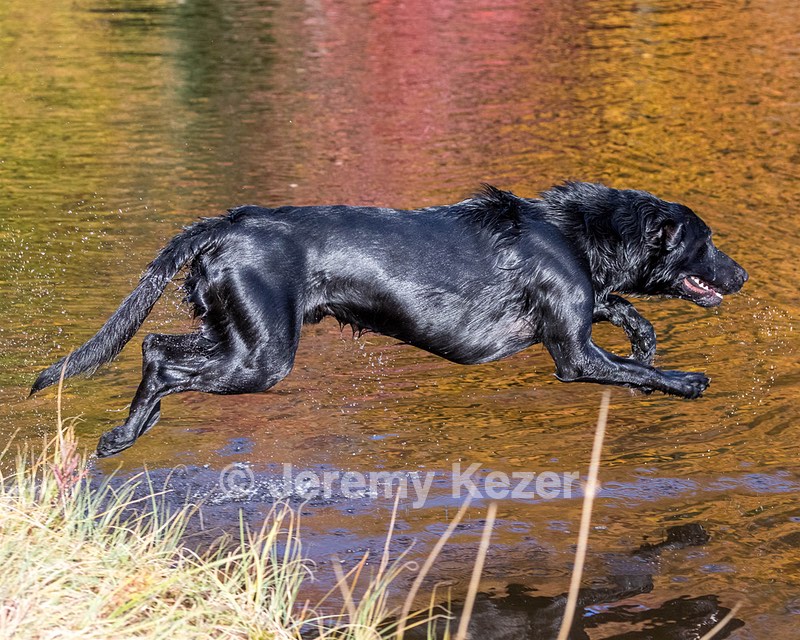 River Woodfall