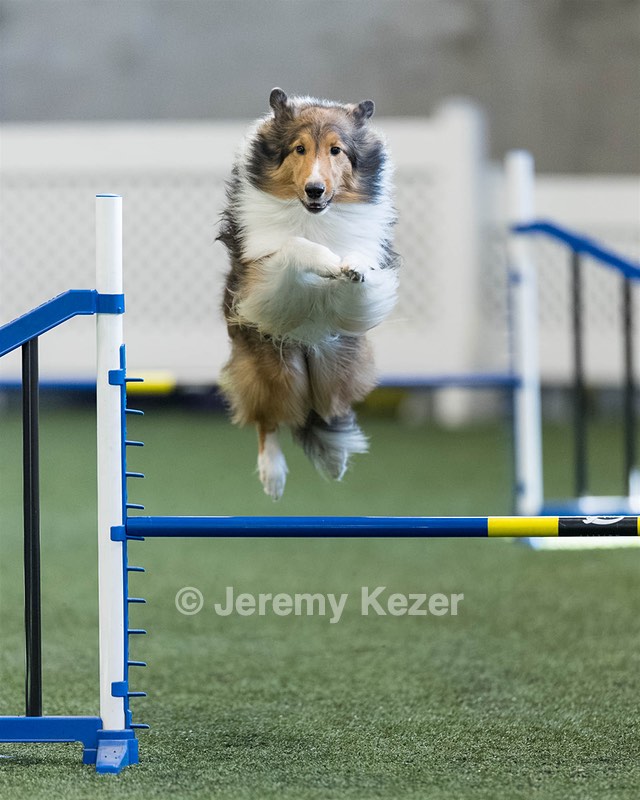 Rumble Rogers