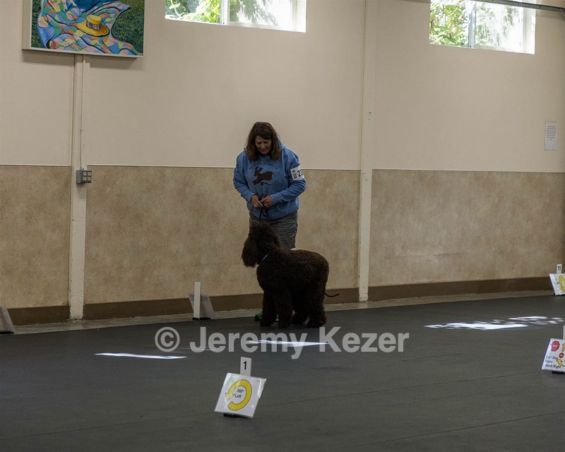 2304 - GCH CH BREKKON'S FIRST MARK BN RN CGC TKN (Hunny)