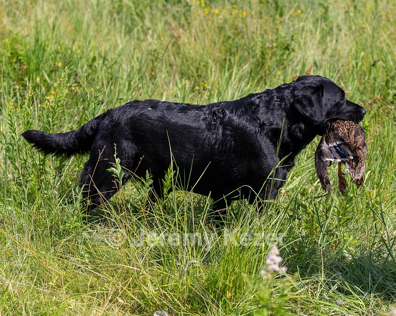 Scout