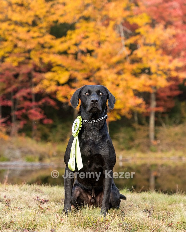 Beau