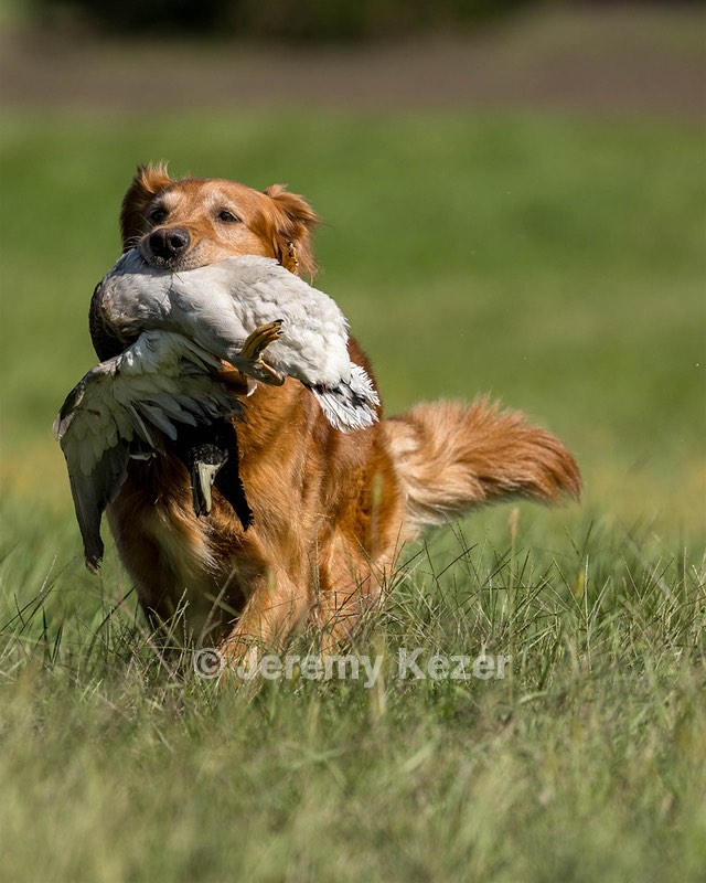 Scout Kulwich