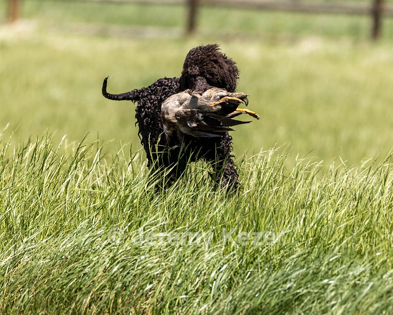 Ghillie