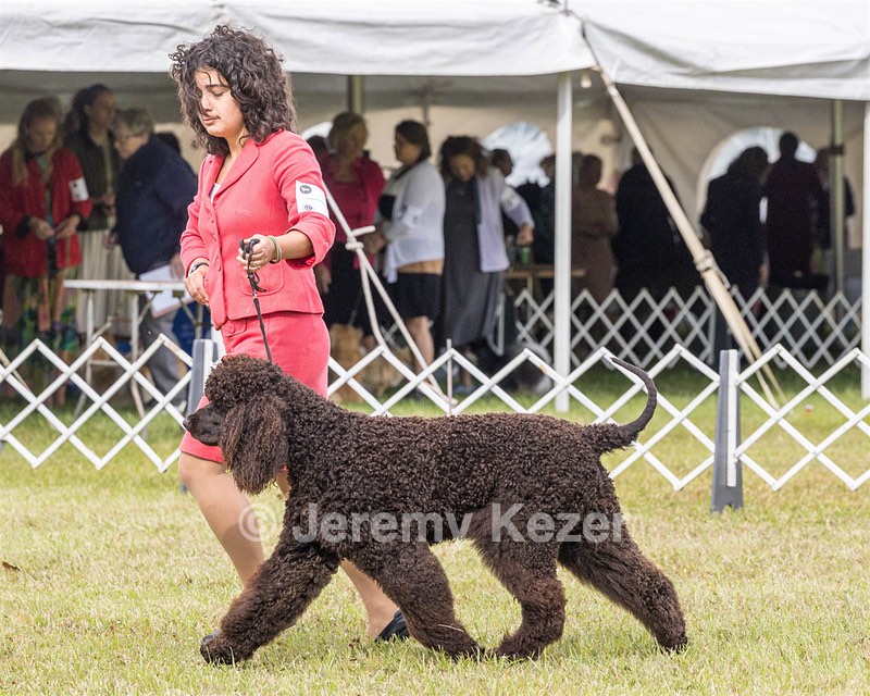 09 - GCH CH POOLE'S IDE DARK KNIGHT RN CGC TKN ATT (Oscar)