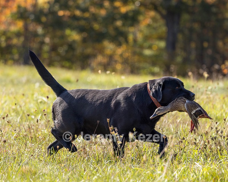 Gypsybog's Nolichucky Bend JH CC "Crockett"