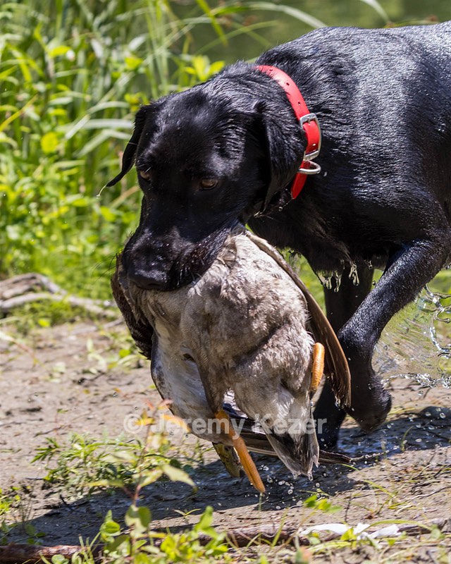 Otter Marro
