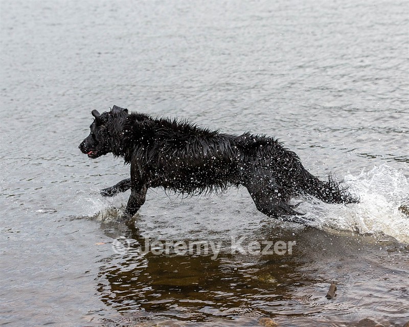 Splash