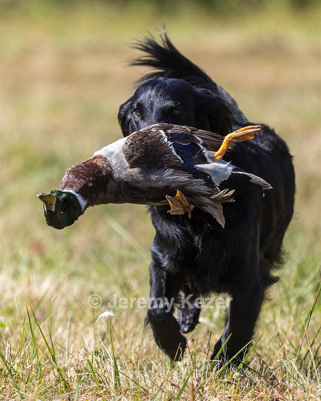 Dolly Partridge