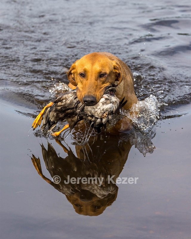 Gauge Kilby