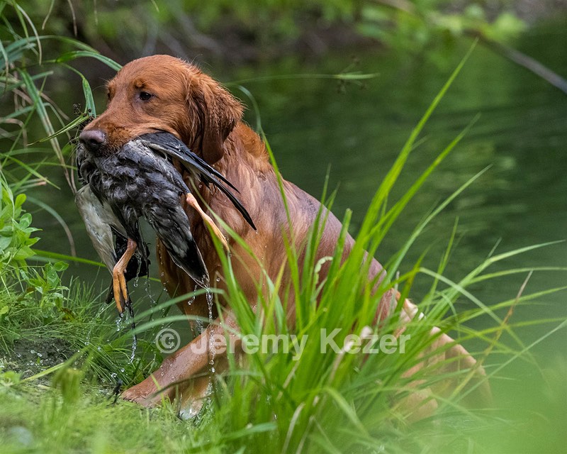 Camo Smollin